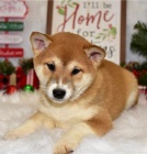 �t��ata shiba inu
