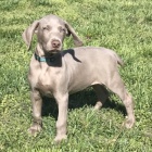 Mod�� a �ern� v�mar�t� oha�� �t��ata na prodej