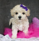 Kr�sn� �t��ata Maltipoo na prodej (Maltipoos jsou popul�rn� k��enci malt�zsk�ho a miniaturn�ho pudla).