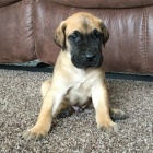 Prod�m hygienicky vycvi�en� miniaturn� �t��ata N�meck� dogy.