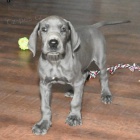 Prod�m hygienicky vycvi�en� miniaturn� �t��ata N�meck� dogy.