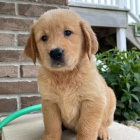 Prod�m kr�sn� �t���tka zlat�ho retr�vra a pejska.