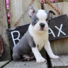 Prod�m hygienicky a soci�ln� vy�kolen� �t��ata bostonsk�ho teri�ra