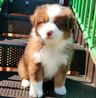 Prod�m roztomil� �t��ata australsk�ho ov��ka.