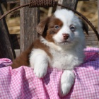 Prod�m roztomil� �t��ata australsk�ho ov��ka.