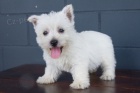 Zdrav� a kr�sn� mini �t���tka West Highland White Terriers na prodej.
