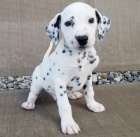 Prod�m kr�sn� �t���tka dalmatin�.