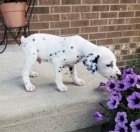 Prod�m kr�sn� �t���tka dalmatin�.