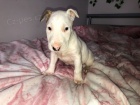 Prod�m kr�sn� �t��ata fen a pejska mini anglick�ho Bulteri�ra.
