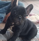 Prod�m modr�, b�ov�, �ern� �t��ata francouzsk�ho buldo�ka.