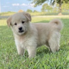 Prod�m kr�sn� a zdrav� �t���tka Poo-Shi