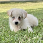 Prod�m kr�sn� a zdrav� �t���tka Poo-Shi