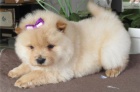 �au �au (Chow chow) �t��ata