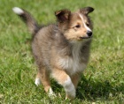 Prod�m ZDRAV� a O�KOVAN� �t��ata SHELTIE.
