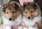 Prod�m ZDRAV� a O�KOVAN� �t��ata SHELTIE.
