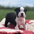 �t��ata bostonsk�ho teri�ra.