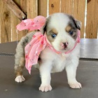 �t��ata australsk�ho ov��ka