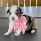 �t��ata australsk�ho ov��ka