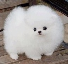 N�meck� �pic trpasli�� �t���tka