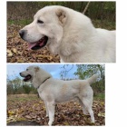 St�edoasijsk� ov��k �t��ata