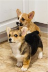 �t��ata Pembroke Welsh Corgi