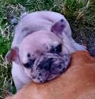 Francouzsk� buldo�ek