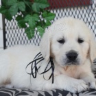 �t��ata zlat�ho retr�vra