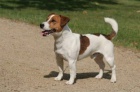 Jack Russell teri�r s PP