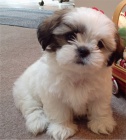 Prod�m �t��ata Shih Tzu.