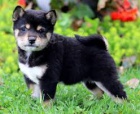  �t��ata Shiba Inu k adopci.