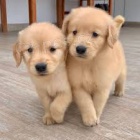 Prod�m �t��ata zlat�ho retr�vra.