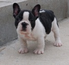 �t��ata francouzsk�ho buldo�ka k adopci.