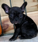 �t��ata zdrav�ho francouzsk�ho buldo�ka k adopci.