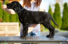 Kudrnat� retr�vr - Curly Coated Retriever