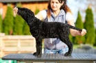 Kudrnat� retr�vr - Curly Coated Retriever