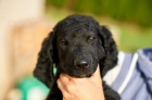 Kudrnat� retr�vr - Curly Coated Retriever