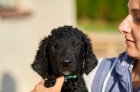 Kudrnat� retr�vr - Curly Coated Retriever