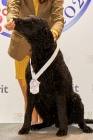 Kudrnat� retr�vr - Curly Coated Retriever