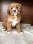 CAVAPOO �t��ata k adopci