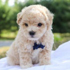 Prod�m zdrav� a kr�sn� �t��ata Maltipoo pejska a fenky.