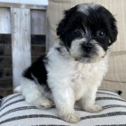 Prod�m dob�e vycvi�en� �t��ata Shihpoo.