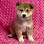 Prod�m roztomil� �t���tka shiba inu