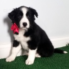 Prod�m �t��ata border kolie.