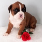 Prod�m �t��ata n�meck�ho boxera