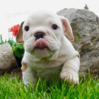 Prod�m kr�sn� �t��ata anglick�ho buldo�ka