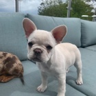 Prod�m ZDRAV� a O�KOVAN� �t��ata francouzsk�ho buldo�ka.