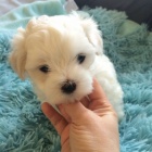 PROD�M O�KOVAN� miniaturn� �t��ata malt�z�k�.