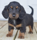 Prod�m zdrav� �t��ata jezev��k�