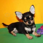 mal� velikost �t��at Chihuahua k dispozici k adopci.