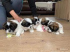 ڞasn� �t��ata Shih Tzu k dispozici.